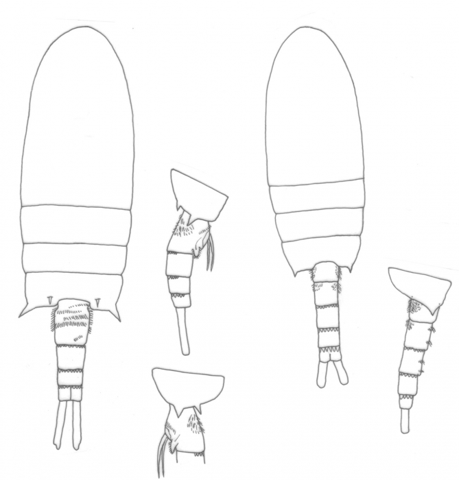 Pseudodiaptomus occidentalus body