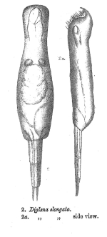 Wierzejskiella elongata - Original description image