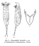 Wierzejskiella fluviatilis - Original description image