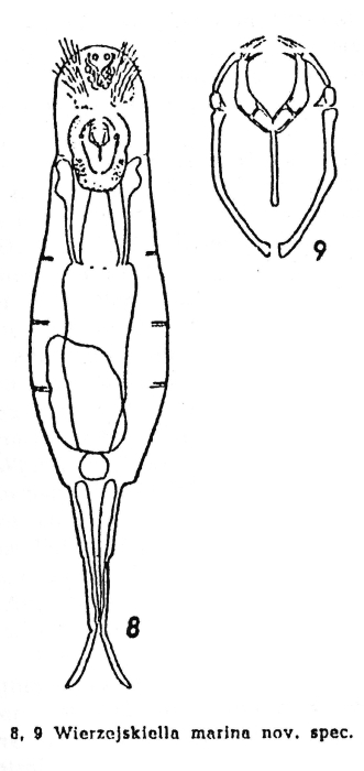 Wierzejskiella marina - Original description image