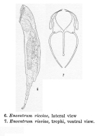 Wierzejskiella ricciae