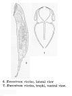 Wierzejskiella ricciae
