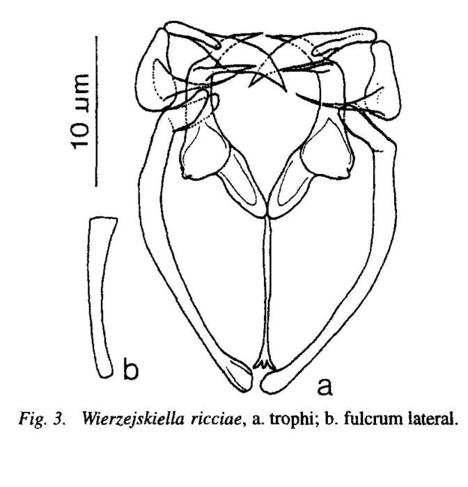 Wierzejskiella ricciae Wierzejskiella ricciae