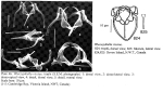 Wierzejskiella ricciae