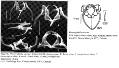 Wierzejskiella ricciae
