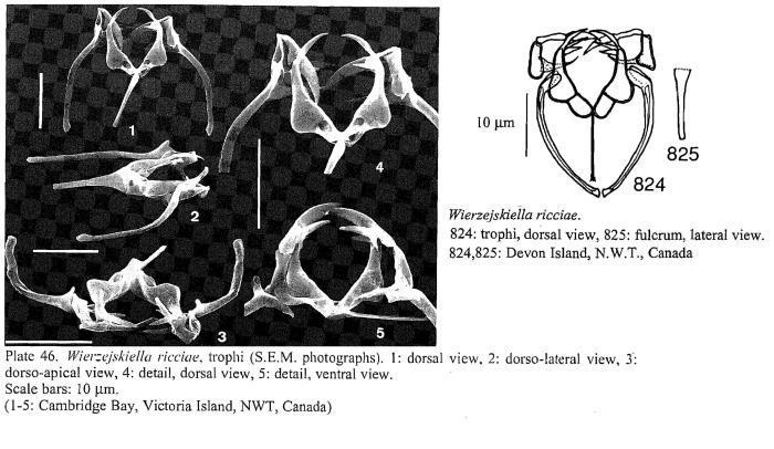 Wierzejskiella ricciae
