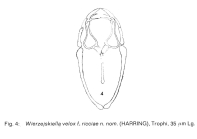 Wierzejskiella ricciae