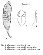 Wierzejskiella ricciae - Original description image