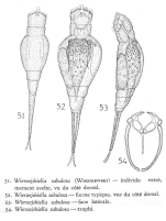 Wierzejskiella sabulosa