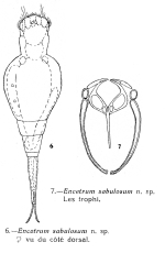 Wierzejskiella sabulosa - Original description image