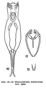 Wierzejskiella subterranea - Original description image