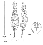 Wierzejskiella vagneri
