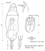 Wierzejskiella vagneri