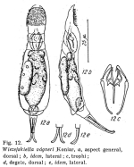 Wierzejskiella vagneri