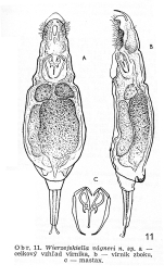 Wierzejskiella vagneri - Original description image