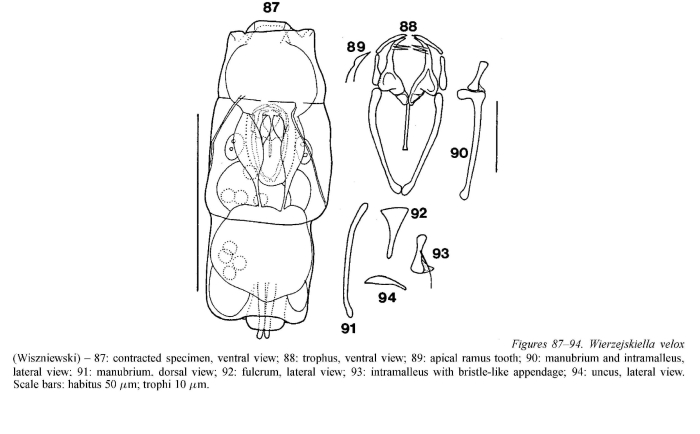 Wierzejskiella velox
