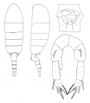 Pseudodiaptomus ornatus female