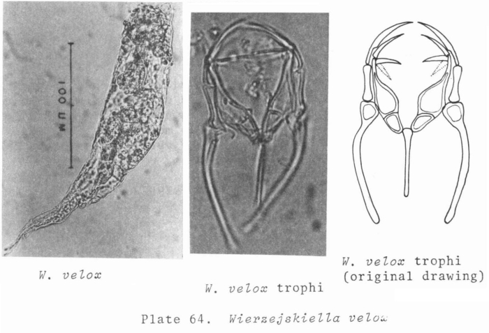 Wierzejskiella velox