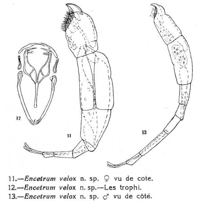 Wierzejskiella velox - Original description image