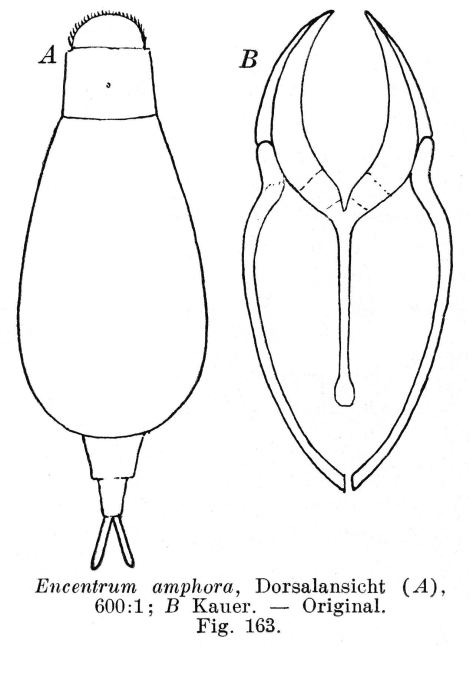 Wigrella amphora - Original description image