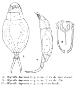 Wigrella depressa - Original description image