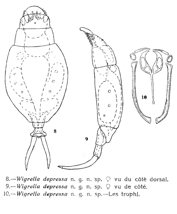 Wigrella depressa - Original description image