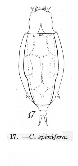 Wolga spinifera Wolga spinifera
