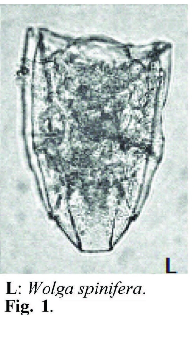 Wolga spinifera Wolga spinifera