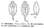 Wolga spinifera