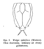 Wolga spinifera