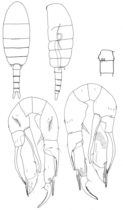 Pseudodiaptomus ornatus male