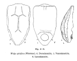 Wolga spinifera