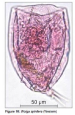 Wolga spinifera