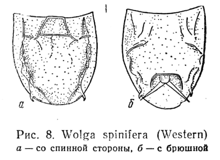 Wolga spinifera Wolga spinifera