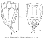 Wolga spinifera