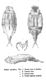 Wolga spinifera - Original description image