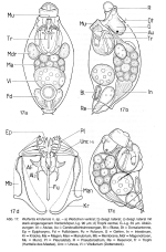Wulfertia kindensis - Original description image
