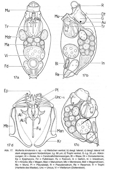 Wulfertia kindensis Wulfertia kindensis