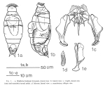 Wulfertia kivuensis - Original description image