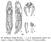 Wulfertia ornata