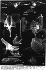 Wulfertia ornata