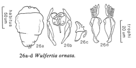 Wulfertia ornata