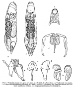 Wulfertia ornata - Original description image
