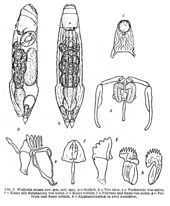 Wulfertia ornata - Original description image
