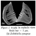 Zelinkiella synaptae