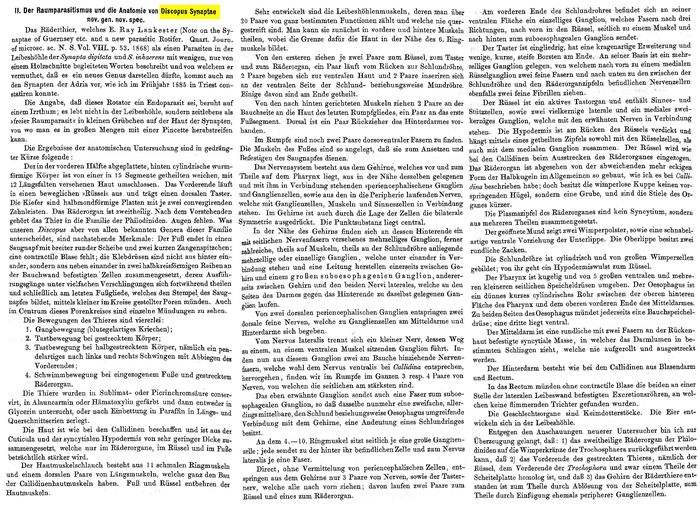 Zelinkiella synaptae - Original description image