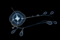 Zancleopsis grandis Schuchert & Collins 2024
