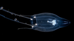 Zancleopsis grandis Schuchert & Collins 2024