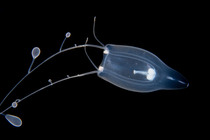 Zancleopsis grandis Schuchert & Collins 2024