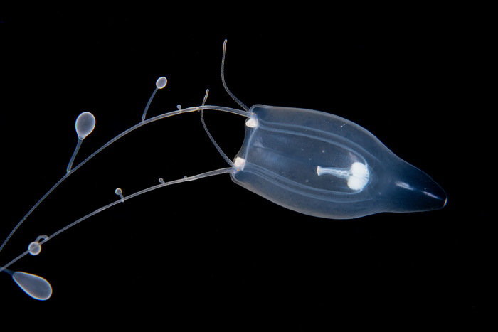Zancleopsis grandis Schuchert &amp; Collins 2024